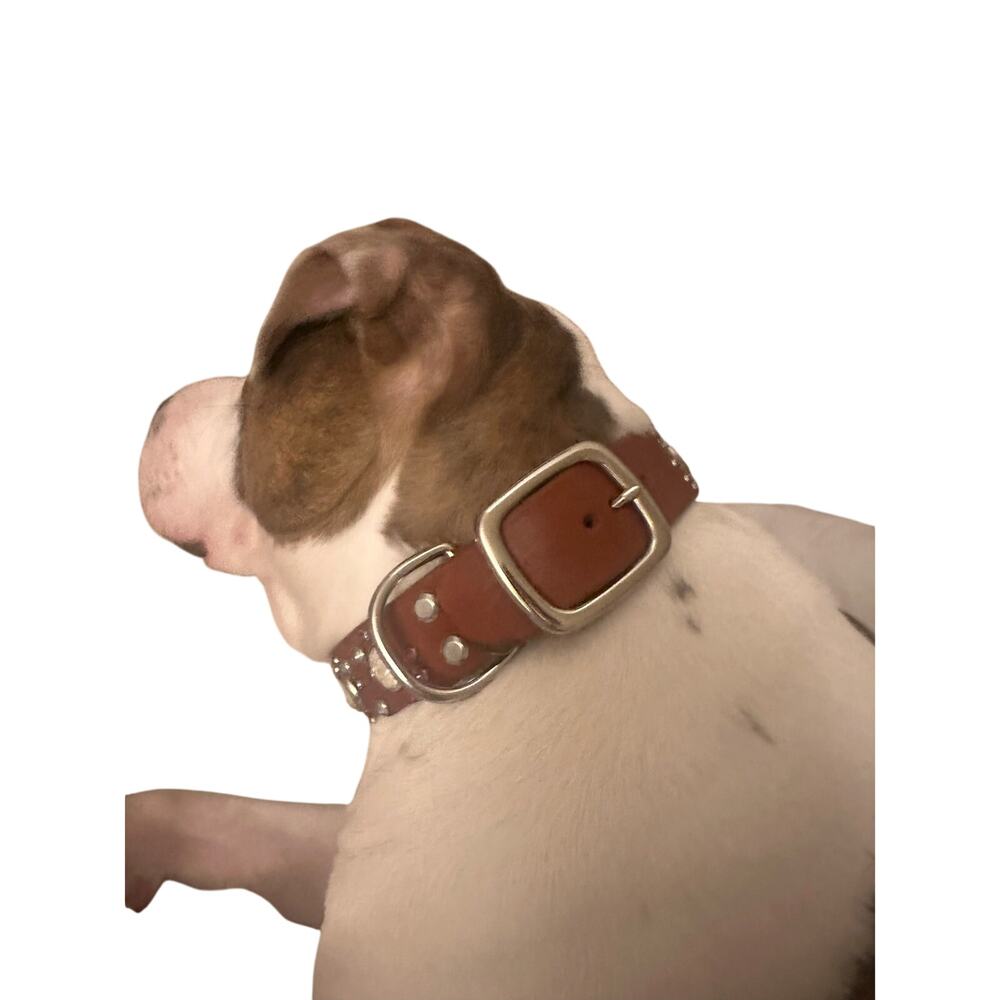 Leather boutique Dog collar Genuine Pittie 1.5" x 23” rhinestones pearl custom